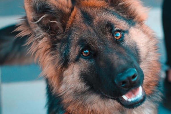 Zeus - German Shepherd