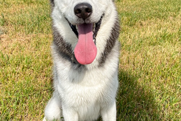 Koda - Siberian Husky